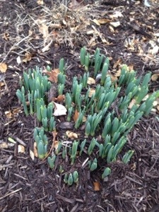 20140303-004515.jpg