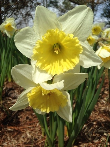 20140404-001438.jpg